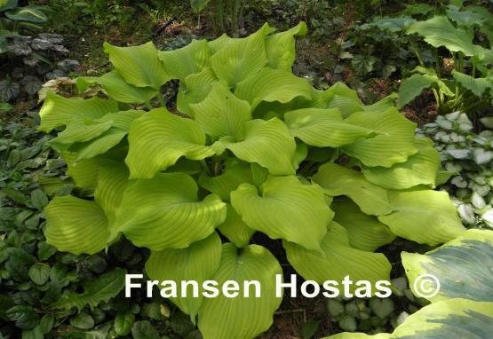 Hosta Maya Swingtime